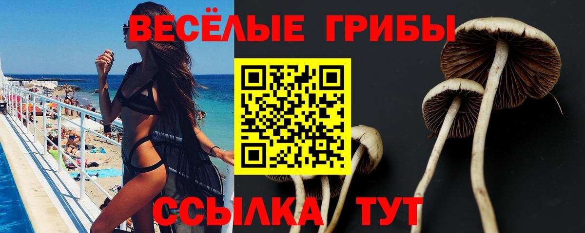 Галлюциногенные грибы Psilocybe Брянск